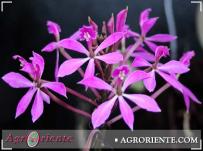 : Epidendrum imathophyllum